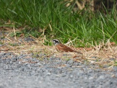 ホオジロちゃんの散歩道♪