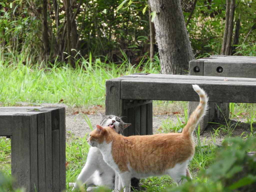 仲良しニャン(=^ェ^=)♪
