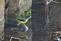 ここっ！ここに居るよ♪