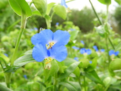爽やかな青い花