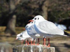 ユリカモメ