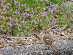 お花畑で遊びましょ