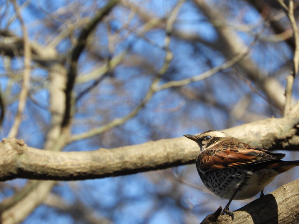 碧い瞳の・・・。