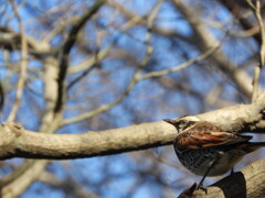 碧い瞳の・・・。