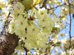 御衣黄桜