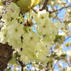 御衣黄桜