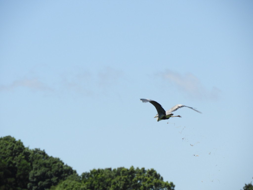 肥料 散布中？・・⌒(ё)⌒