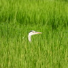 稲穂が出てきました～♪