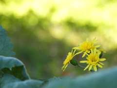 レモン色の風に揺れて～♪