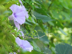 川沿いに咲く～♪