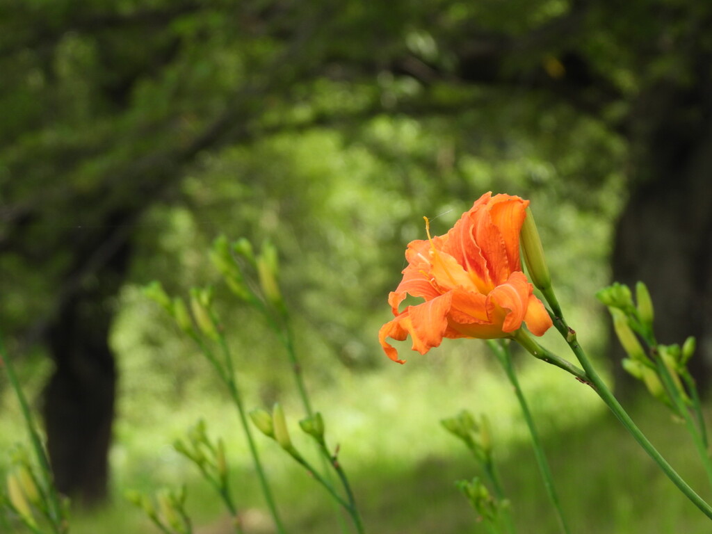 オレンジ色の輝き