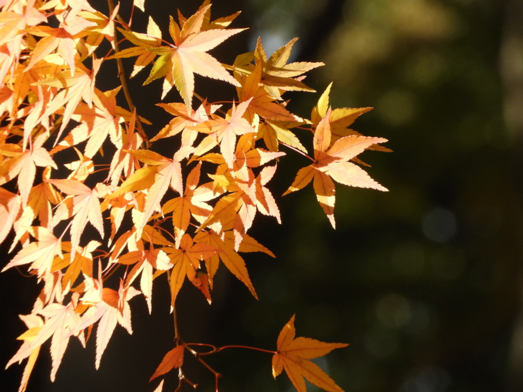 紅葉ー４