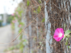 夏の忘れ物