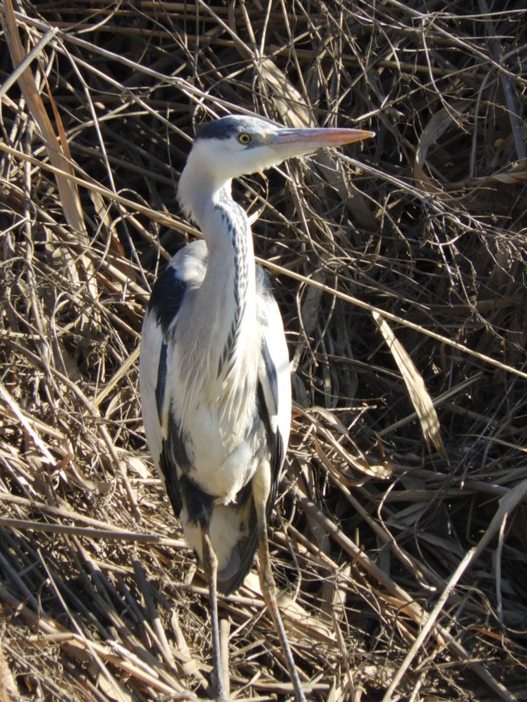 アオサギ  (川沿い散策ー４)