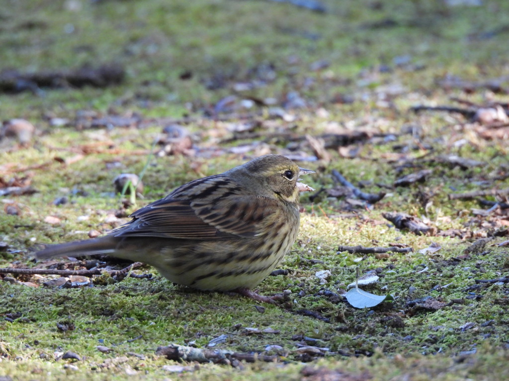 アオジちゃん 独唱♪
