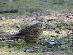 アオジちゃん 独唱♪
