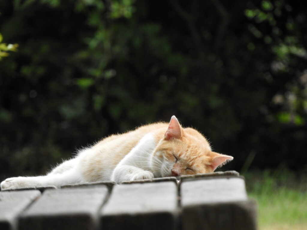 うとうとうと…zzZ