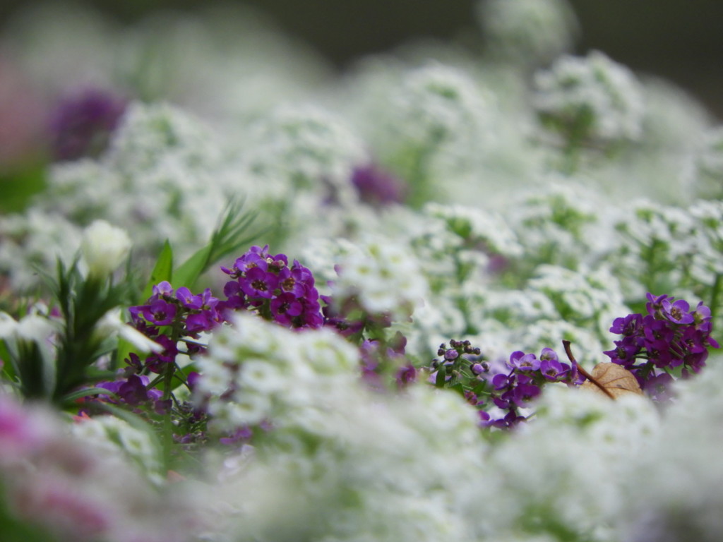 公園の花壇・・雪のように