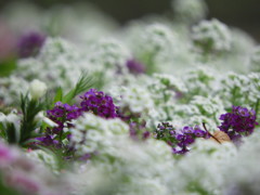 公園の花壇・・雪のように