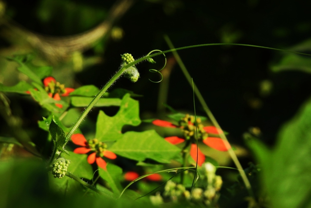 かわいい　くるりん➰