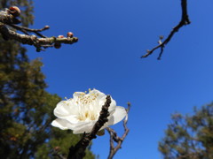 梅の花  (六義園②)