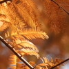紅葉ー３