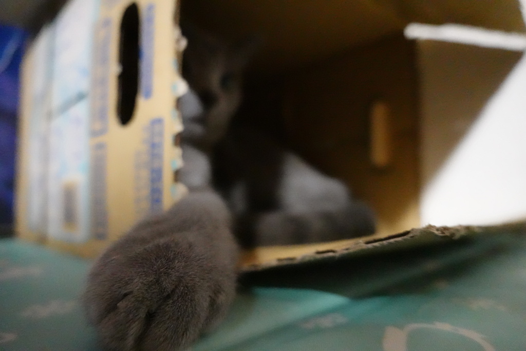 猫の手も借りた～い♪