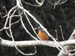 カワセミさん