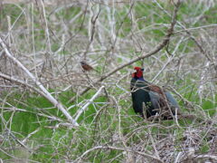 ボクたち野鳥合唱団♪