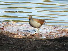 トコトコトコ……