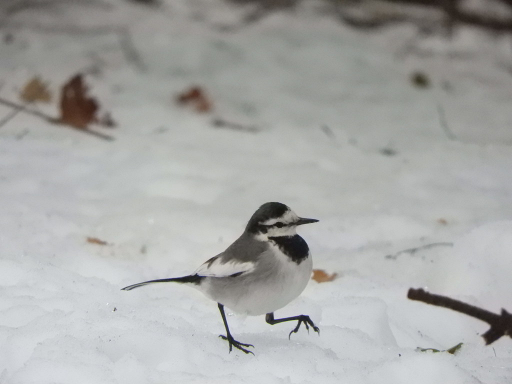 雪の上で