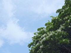 雪が降ったように...