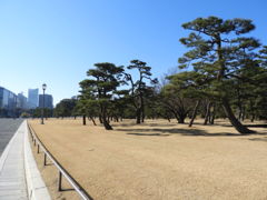 クロマツ