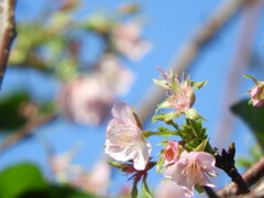１０月桜