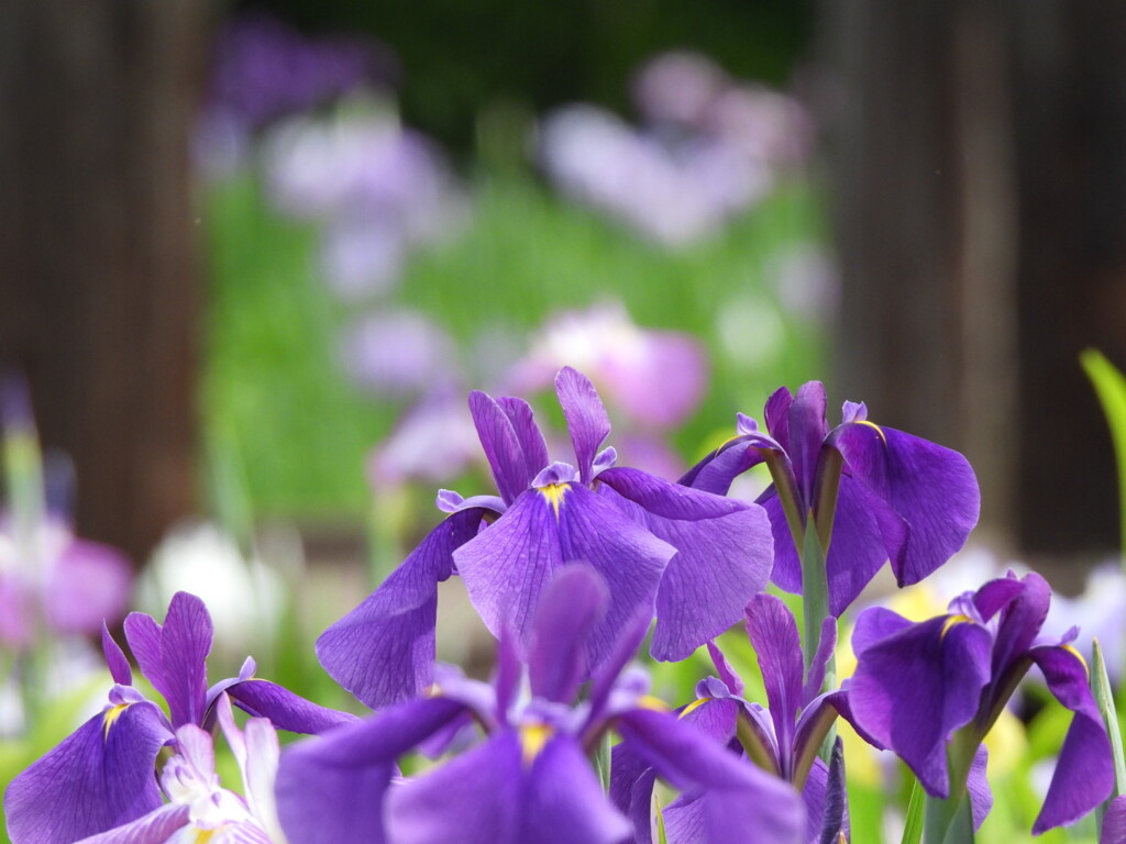 花しょうぶ