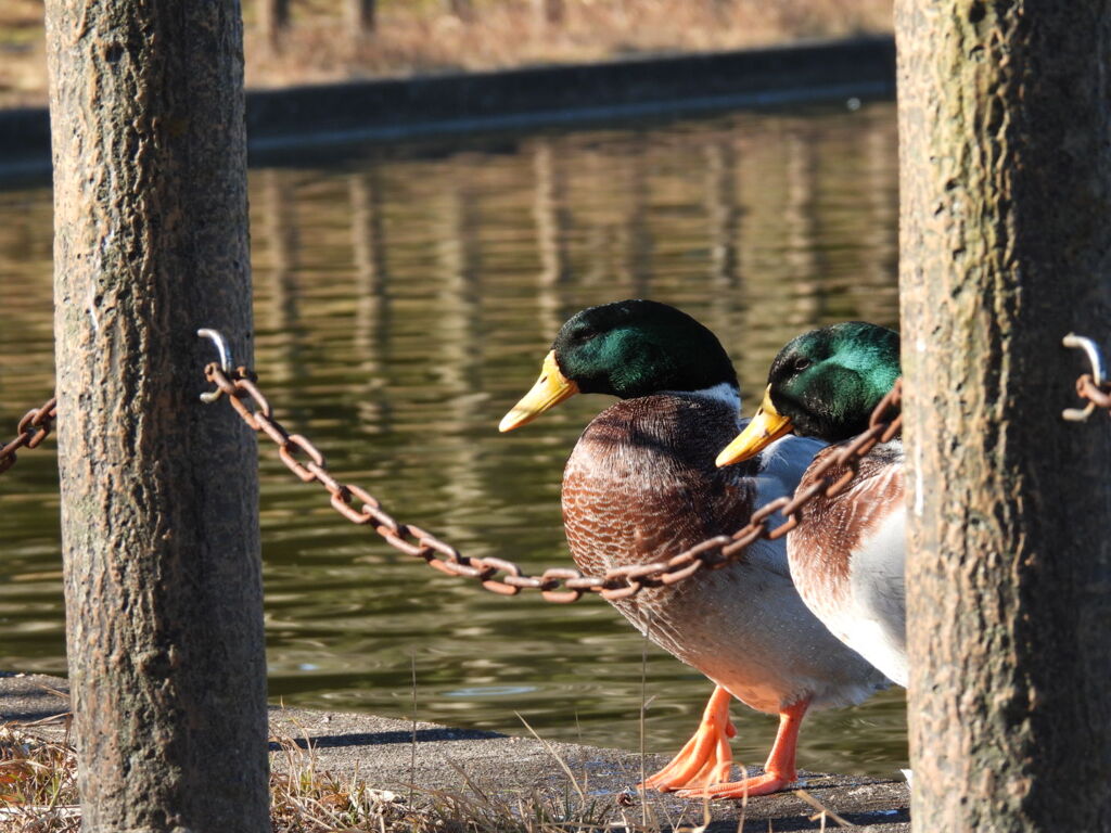 貫禄あり～♪