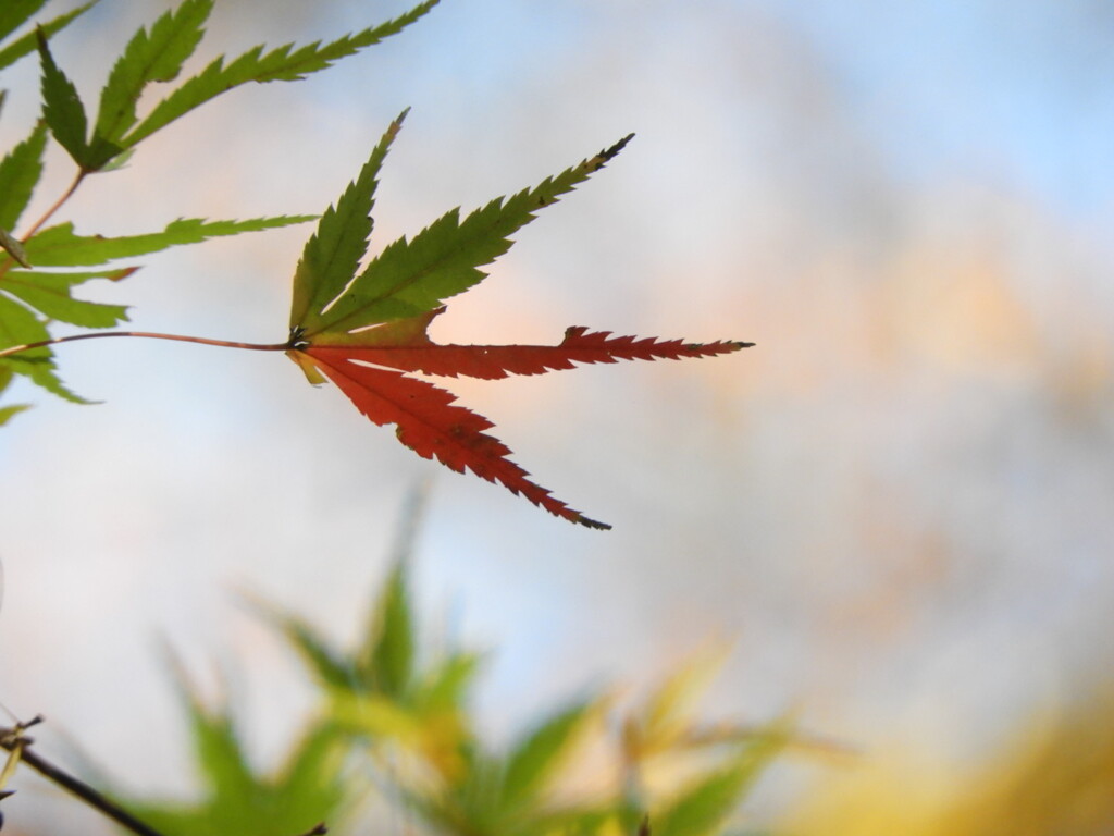 半分 紅葉