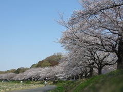 さくら♪さくら♪