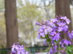 春のお花
