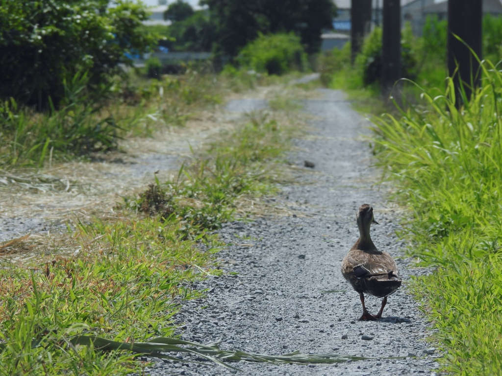 カモちゃんとお散歩