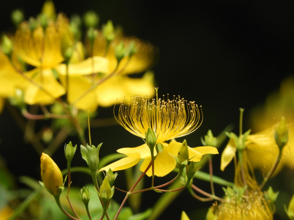 黄金色の花糸