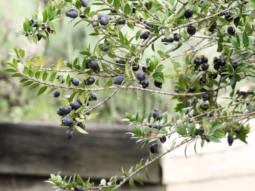 ブルーベリーみたいねっ^^