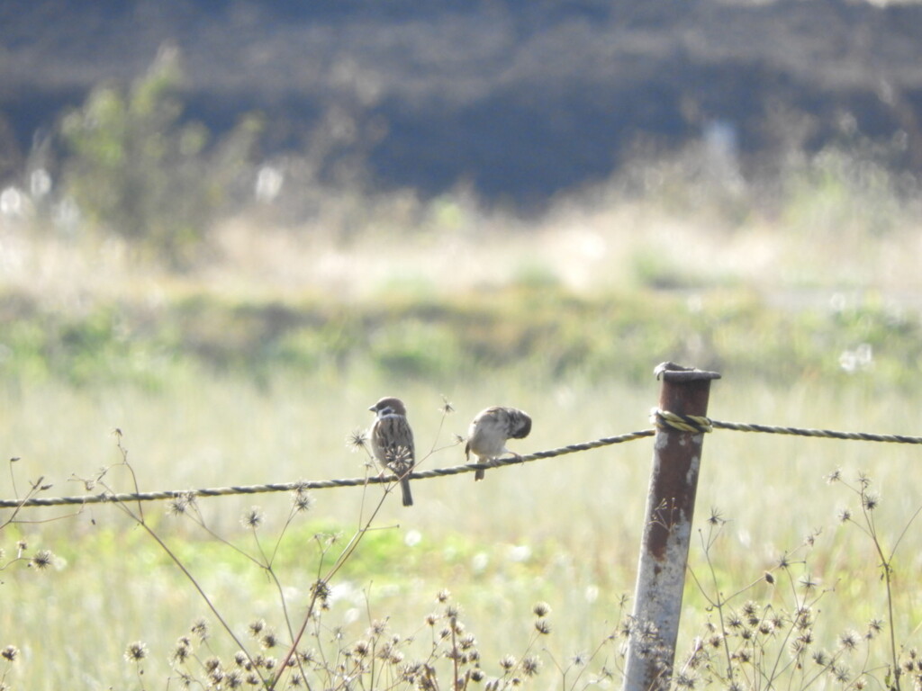 今朝は暖かいね。