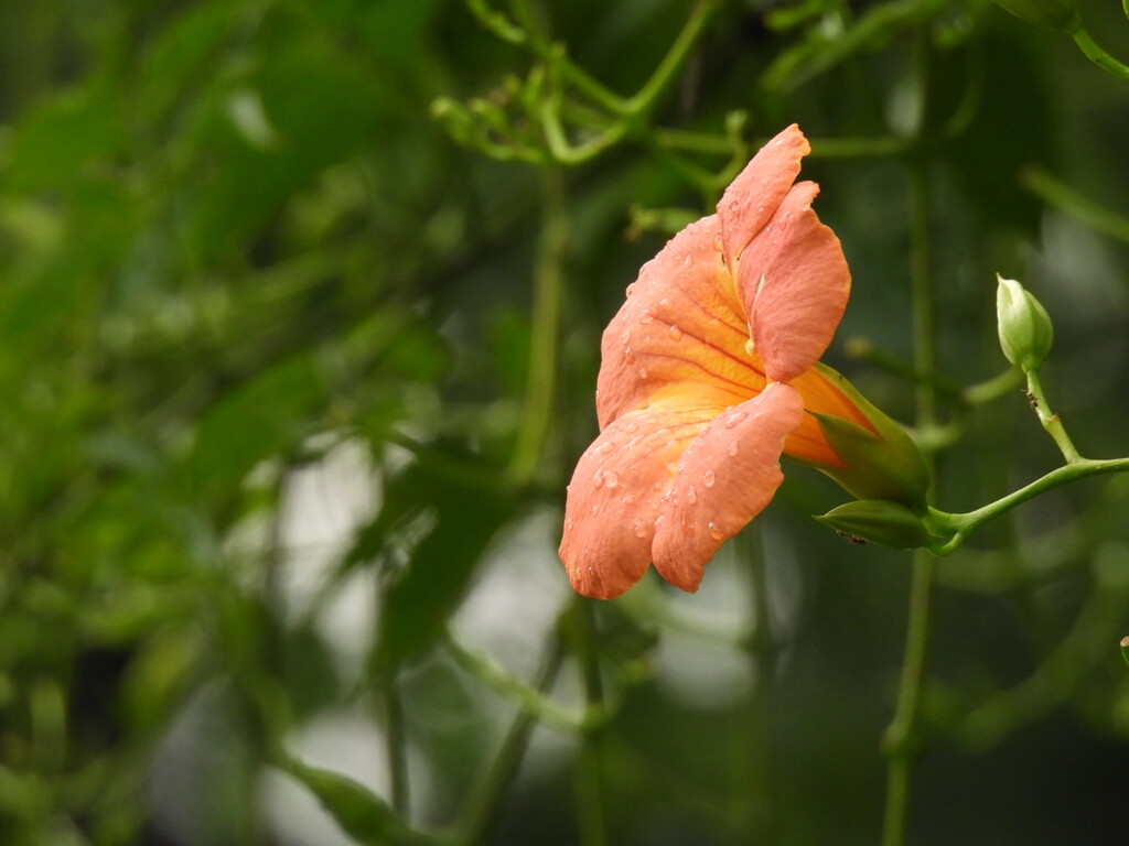 オレンジ色の花ー１