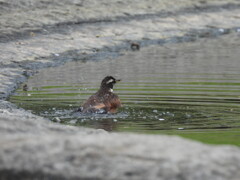 ボクはシャワーよりお風呂派～♪