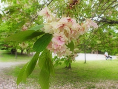 御衣黄桜ー２