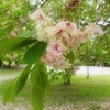 御衣黄桜ー２