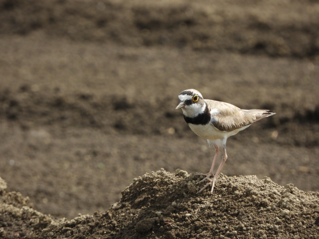 コチドリさん ②