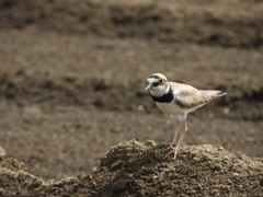 コチドリさん ②