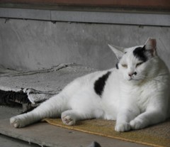 やっぱりここがいいニャー